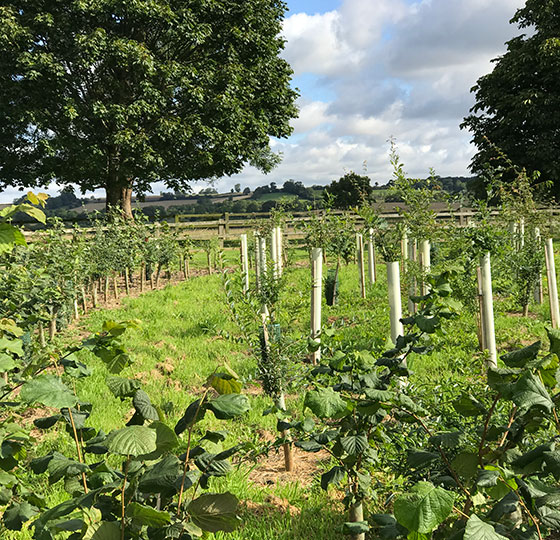 Bedstraw Farm, Chipping Norton