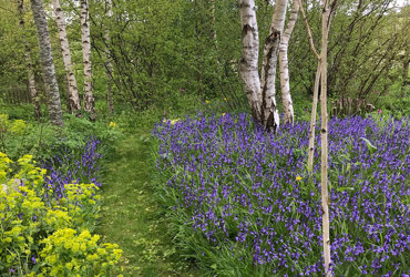 bluebells 