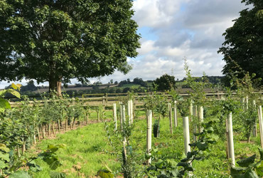 trees planted - young trees