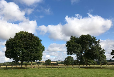 two oak trees