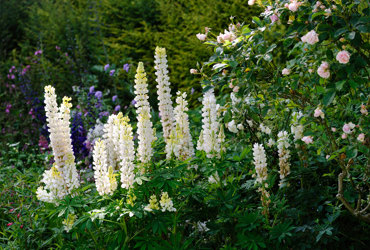 white flowers