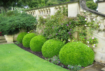 Glympton round bushes